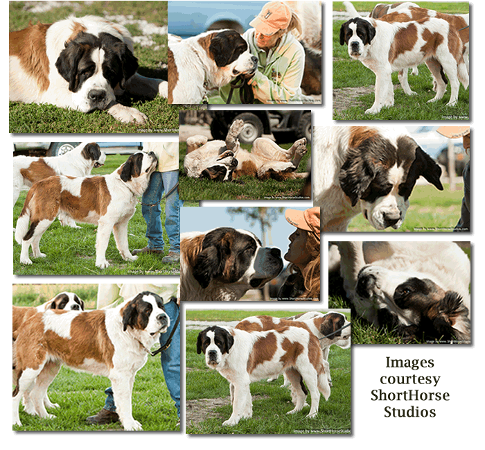 Tillie collage